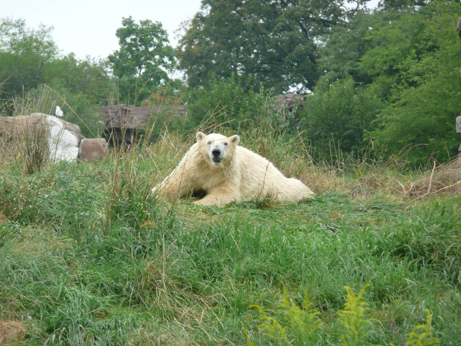 Hi I am a Polar Bear