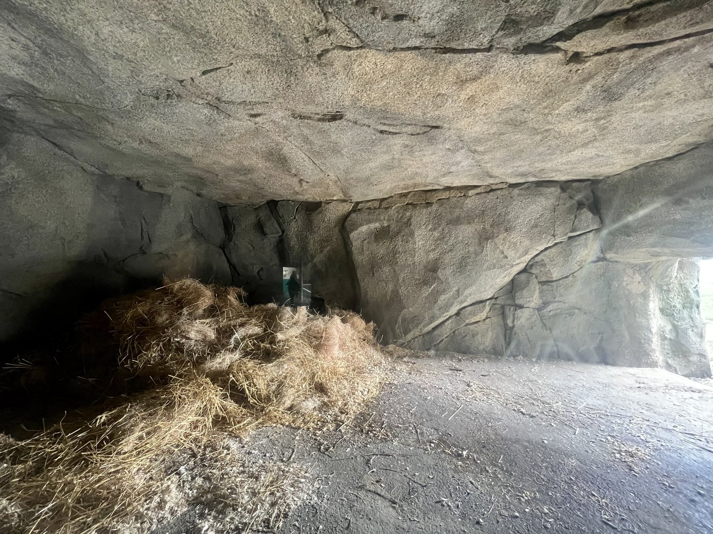 “Hibernating” Brown Bear inside Den