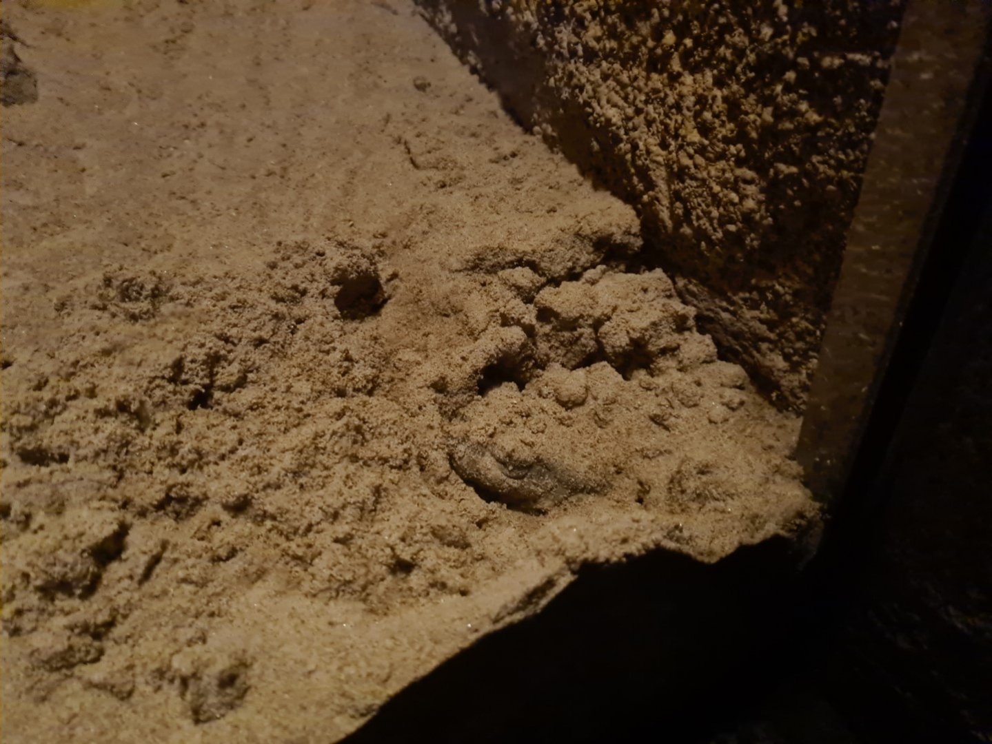 Hibernating Colorado toad