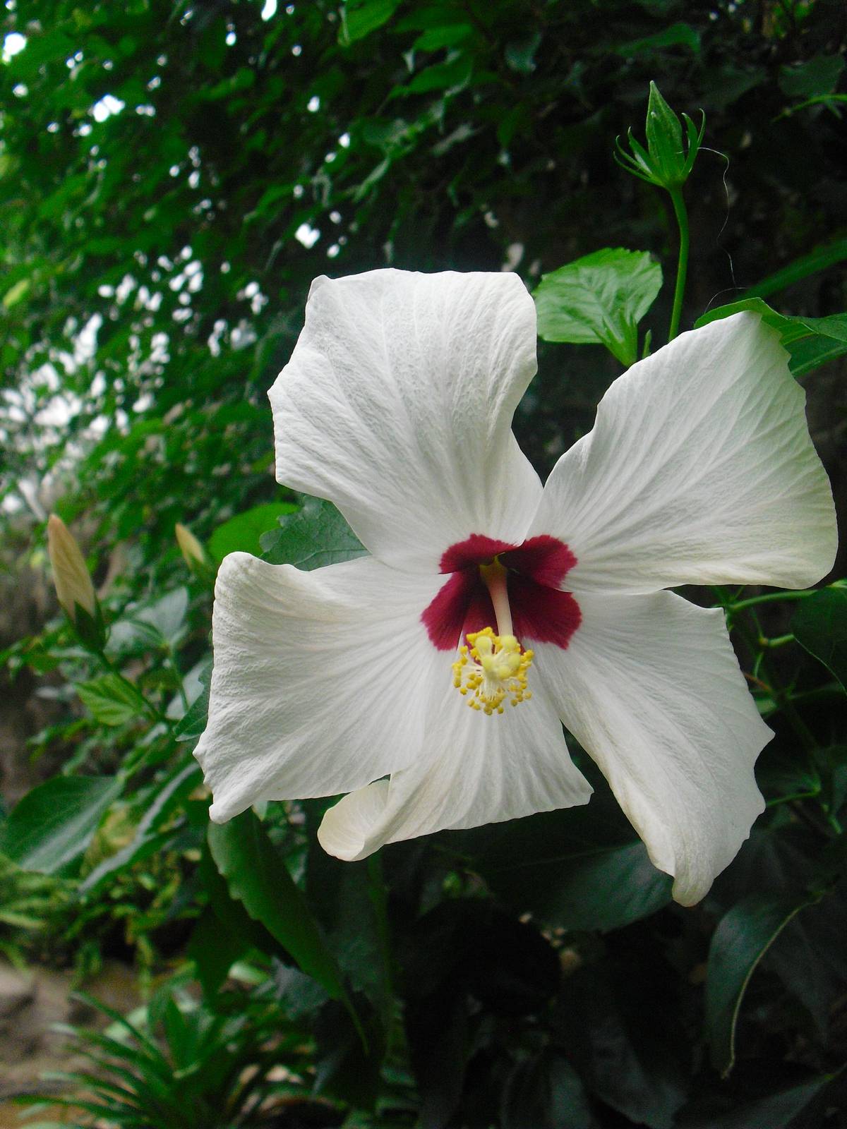 Hibiscus - 12/10/2011