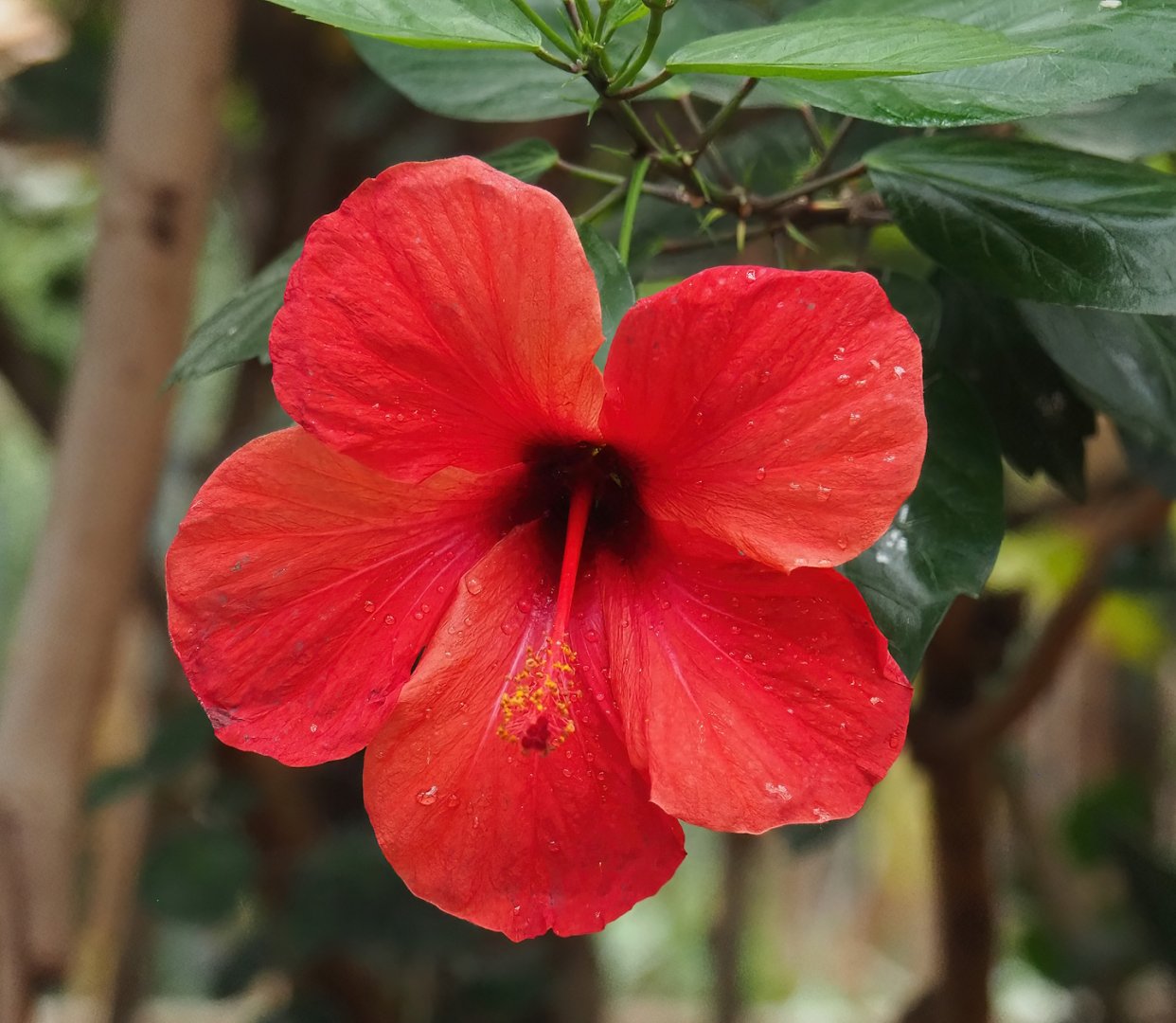 Hibiscus flower, 2023-10-13