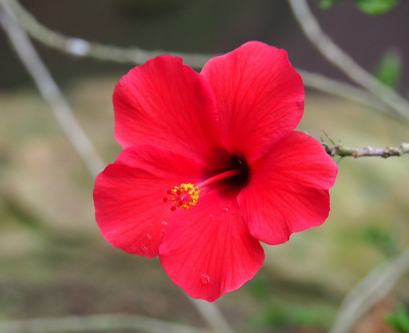 Hibiscus flower (Aug 28th, 2018)