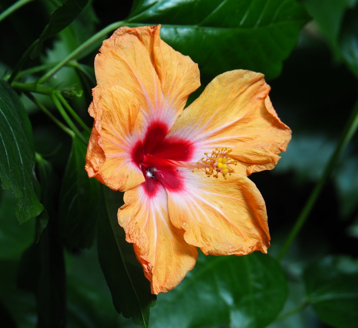 Hibiscus flower (Sep 2nd, 2018)