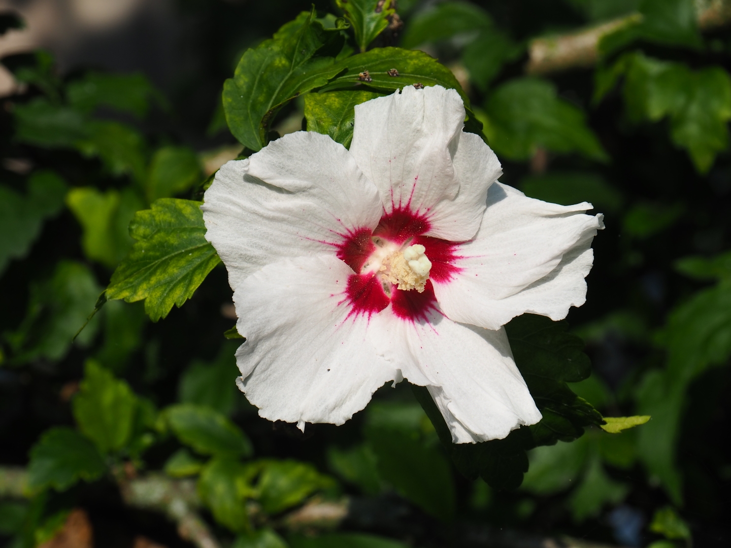 Hibiscus flower (Sep 2nd, 2018)