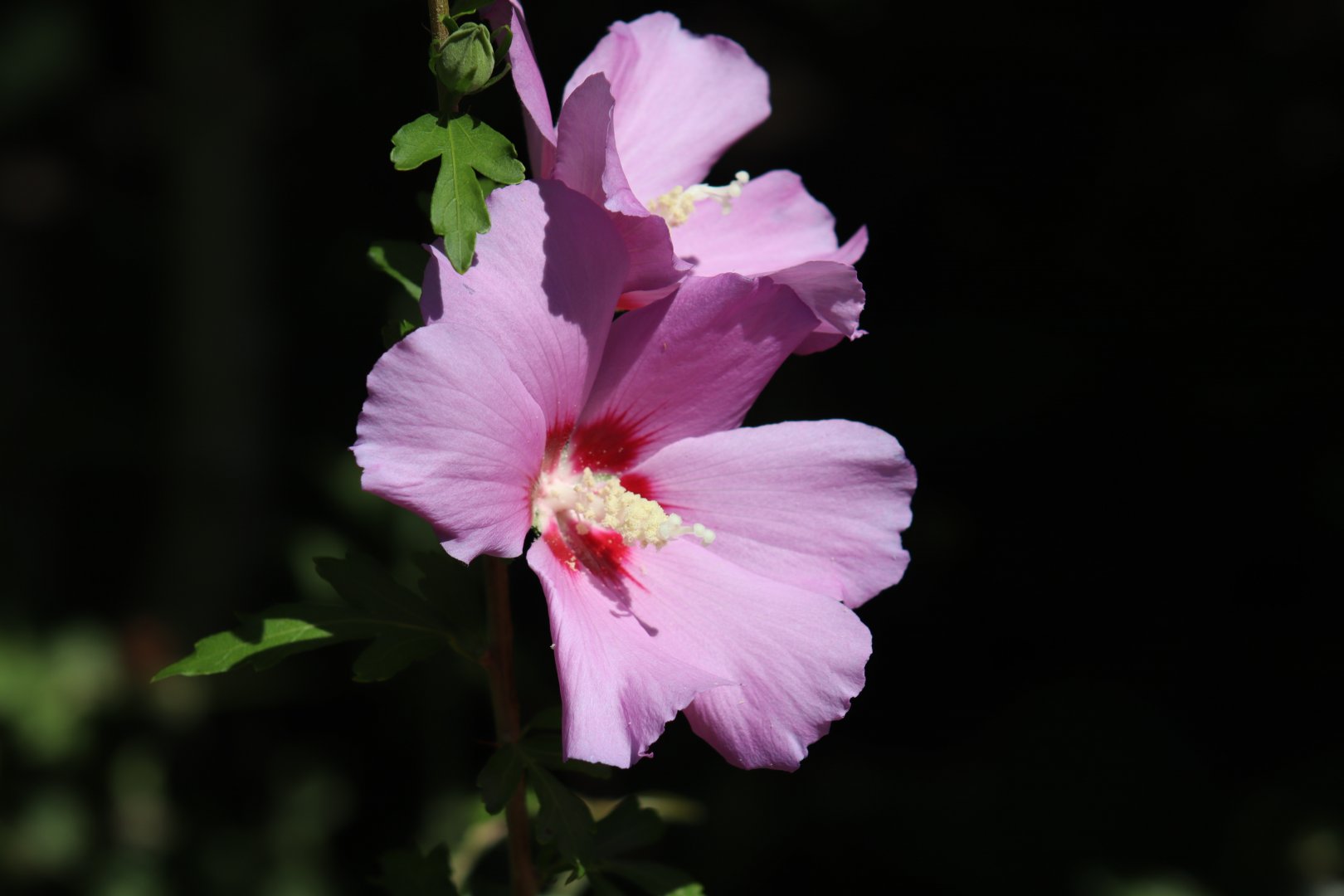 Hibiscus Flower