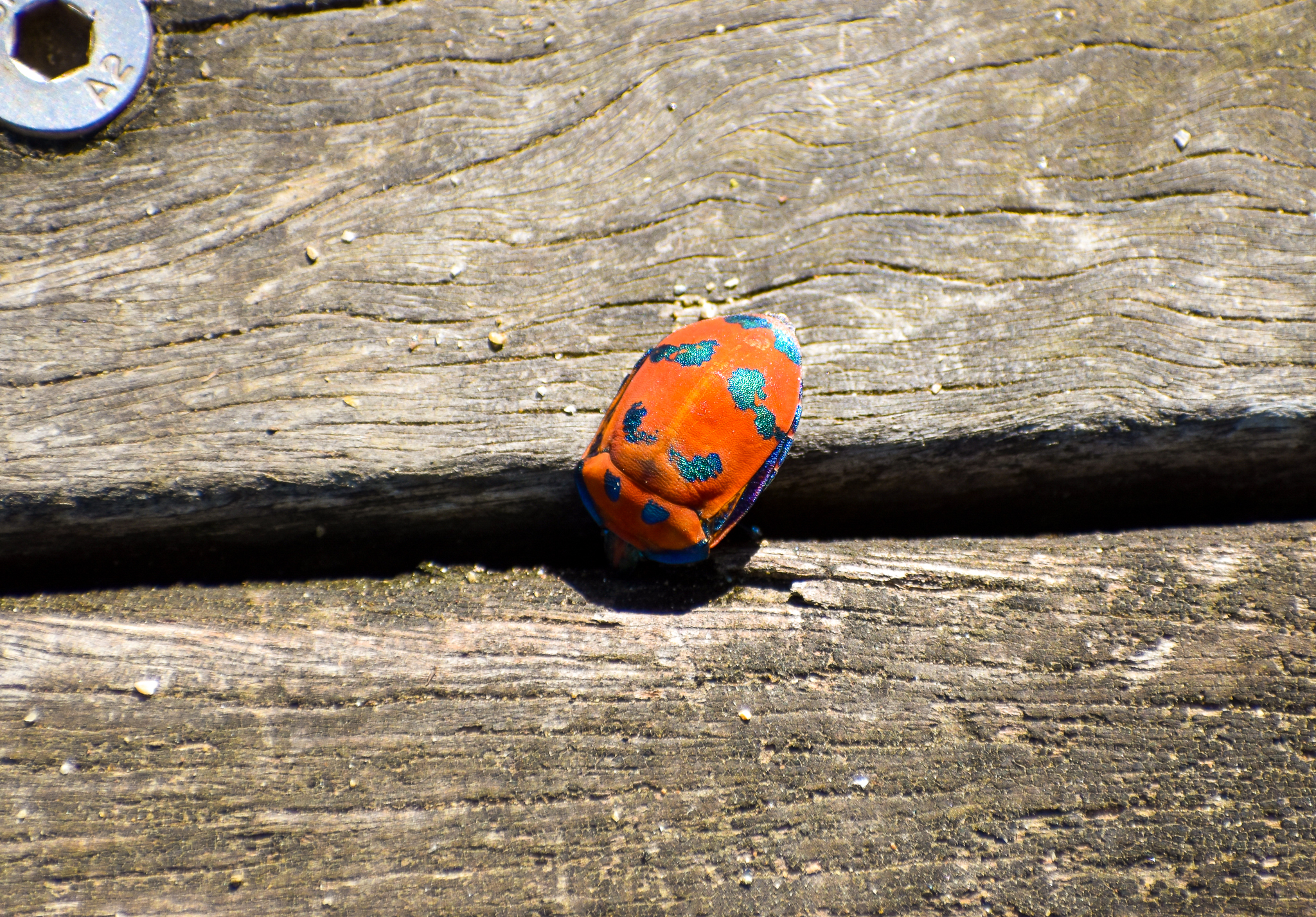 Hibiscus Harlequin Bug (Tectocoris diophthalmus)