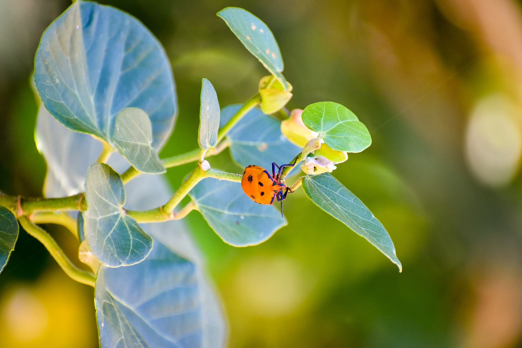 Hibiscus Harlequin Bug (Tectocoris diophthalmus)