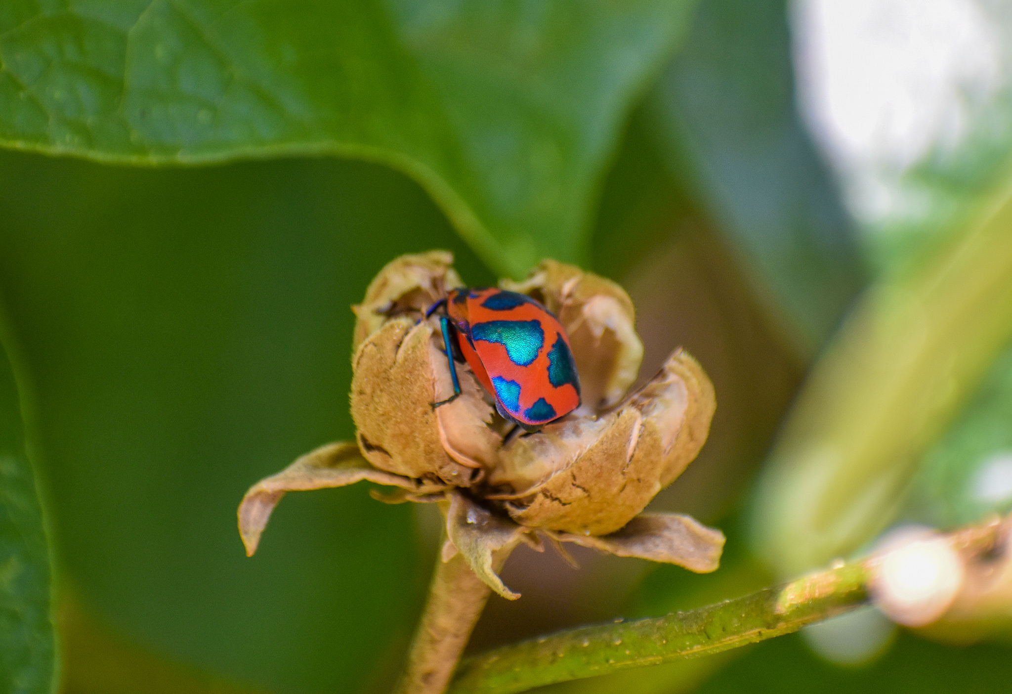 Hibiscus Harlequin Bug