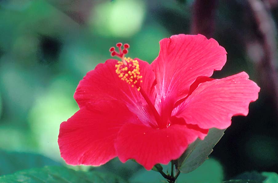 Hibiscus - Pohnpei