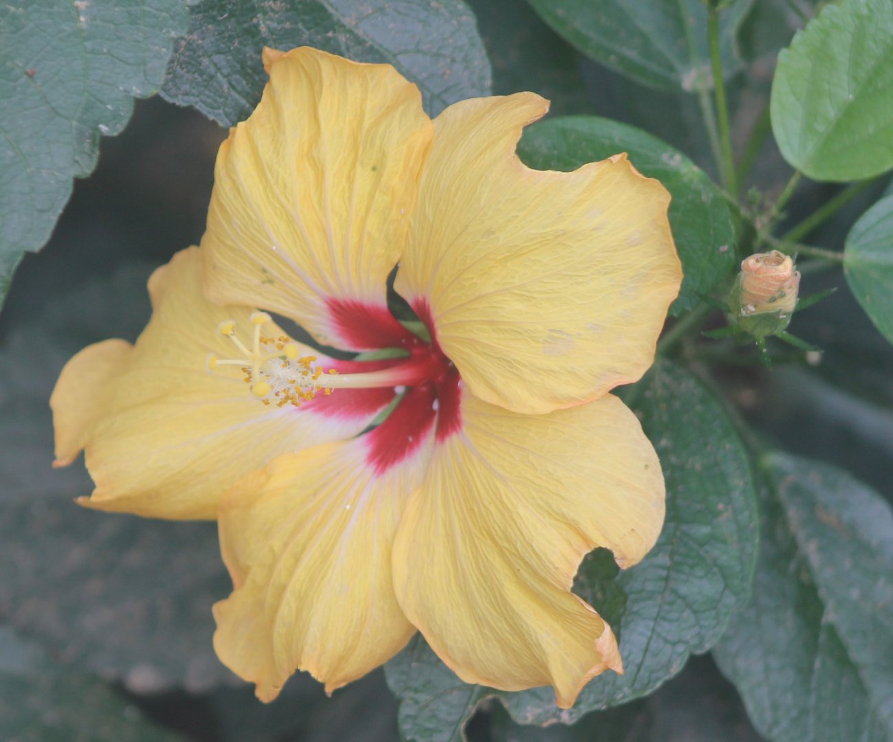 Hibiscus rosa-sinensis