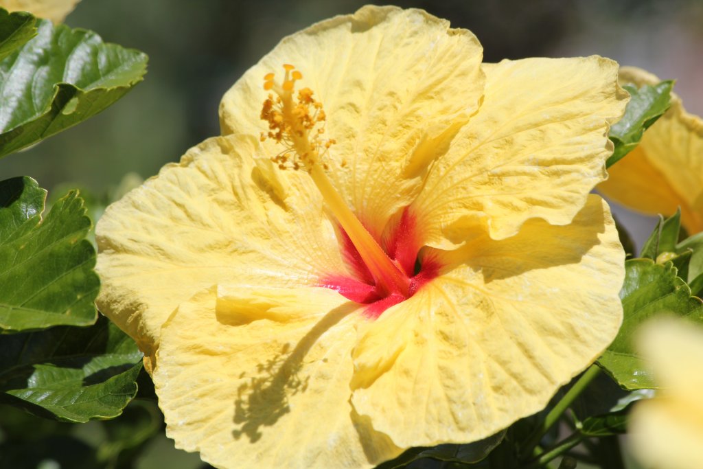 Hibiscus