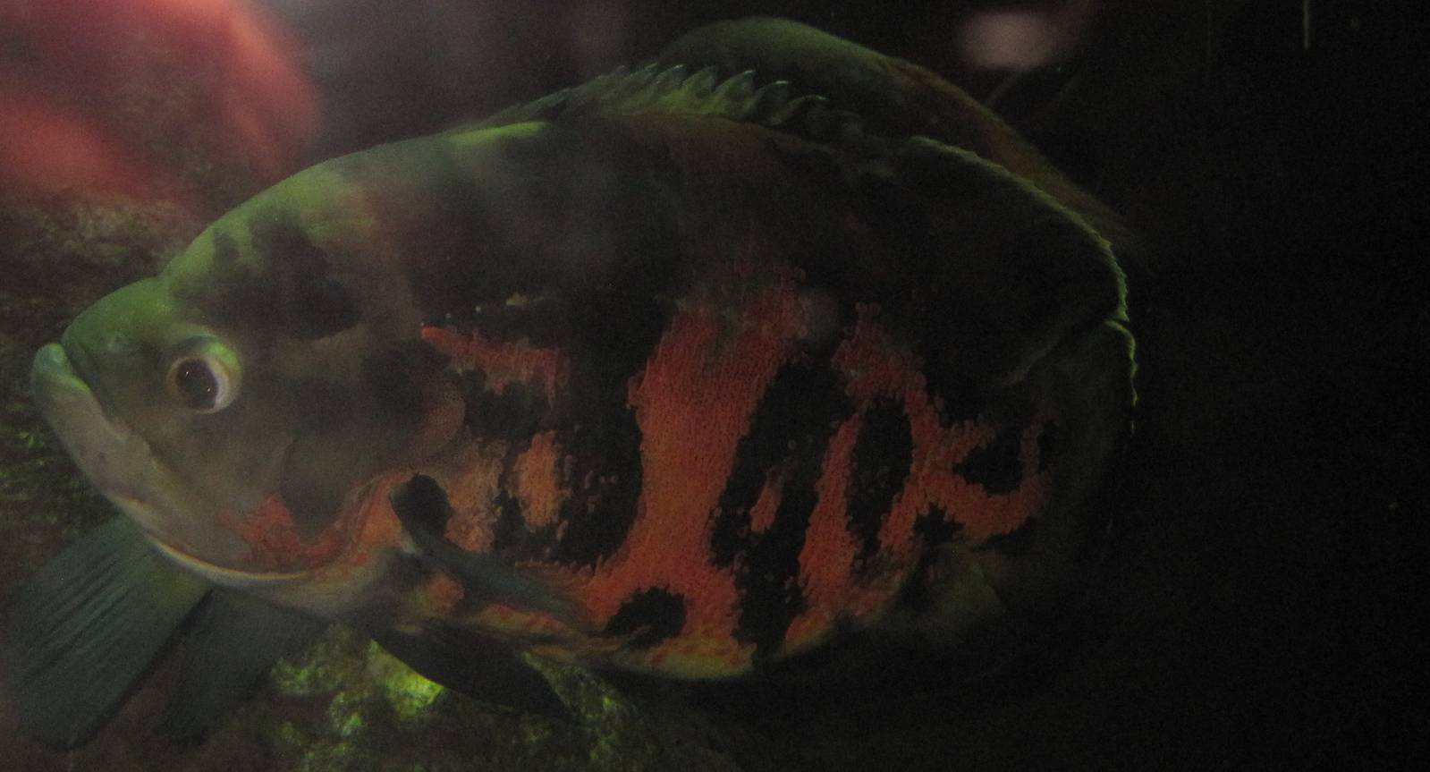 Hidden Amazon- Oscar