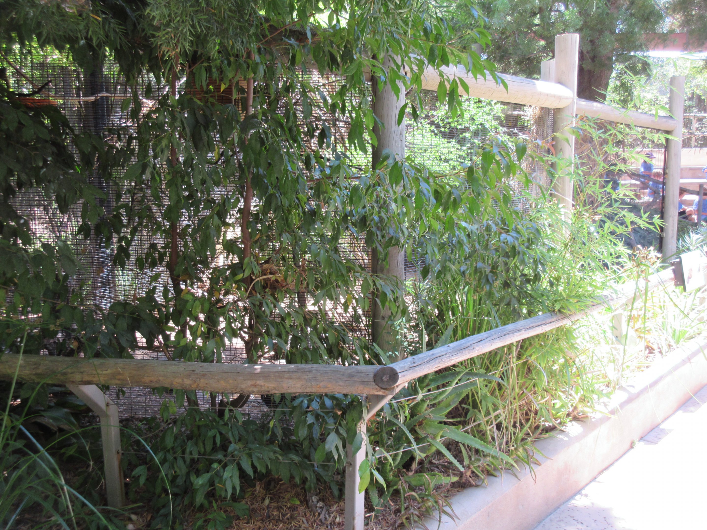 Hidden Aviaries (near Coati Exhibit)