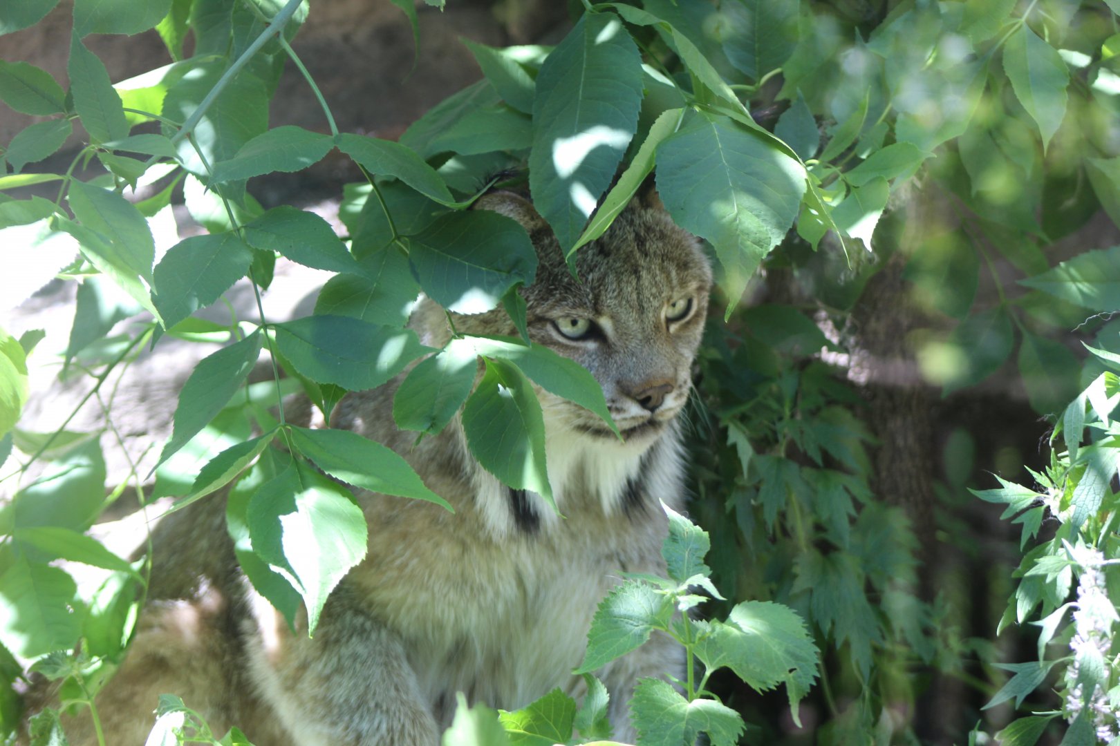 Hidden Canadian Lynx