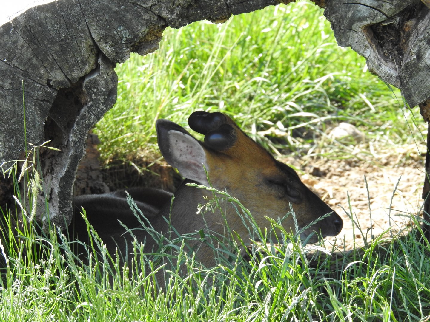 hidden Chinese muntjac