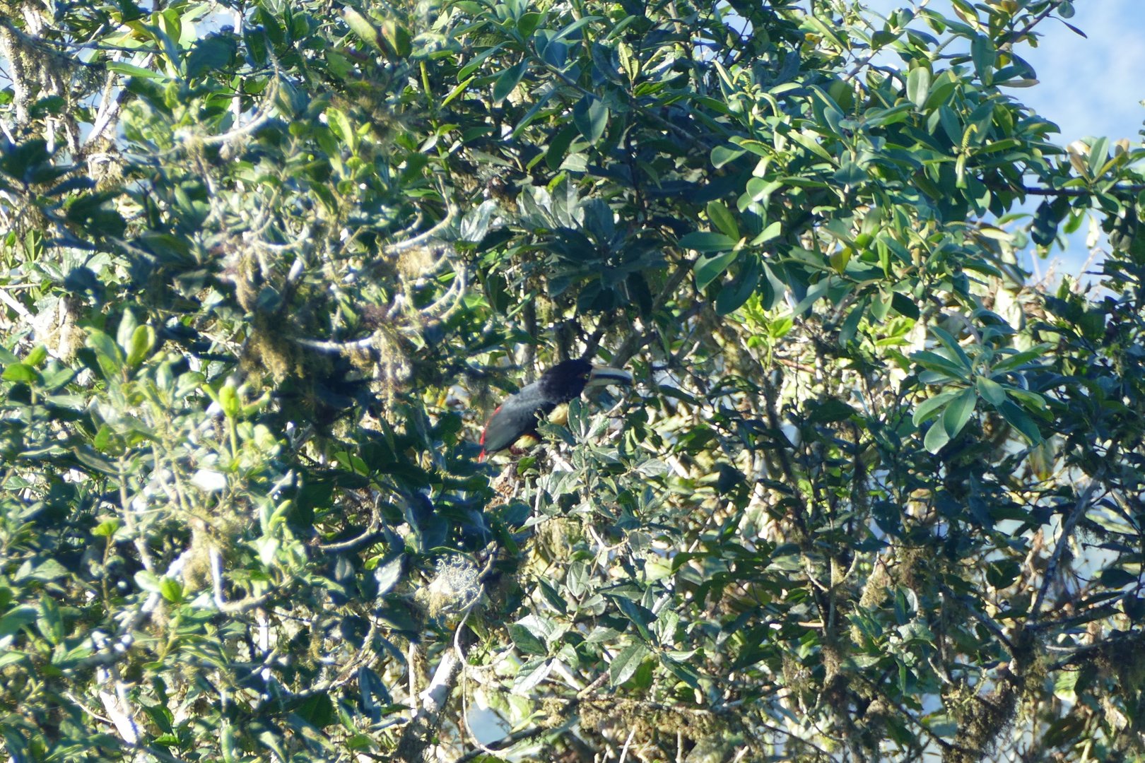 Hidden Collared Aracari