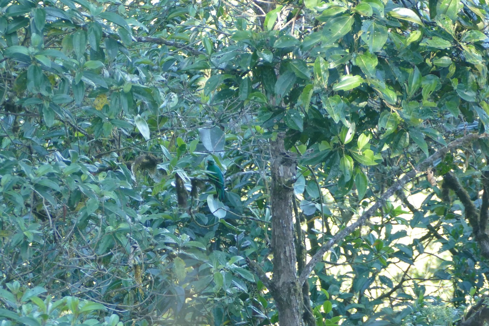 Hidden Golden-headed Quetzal