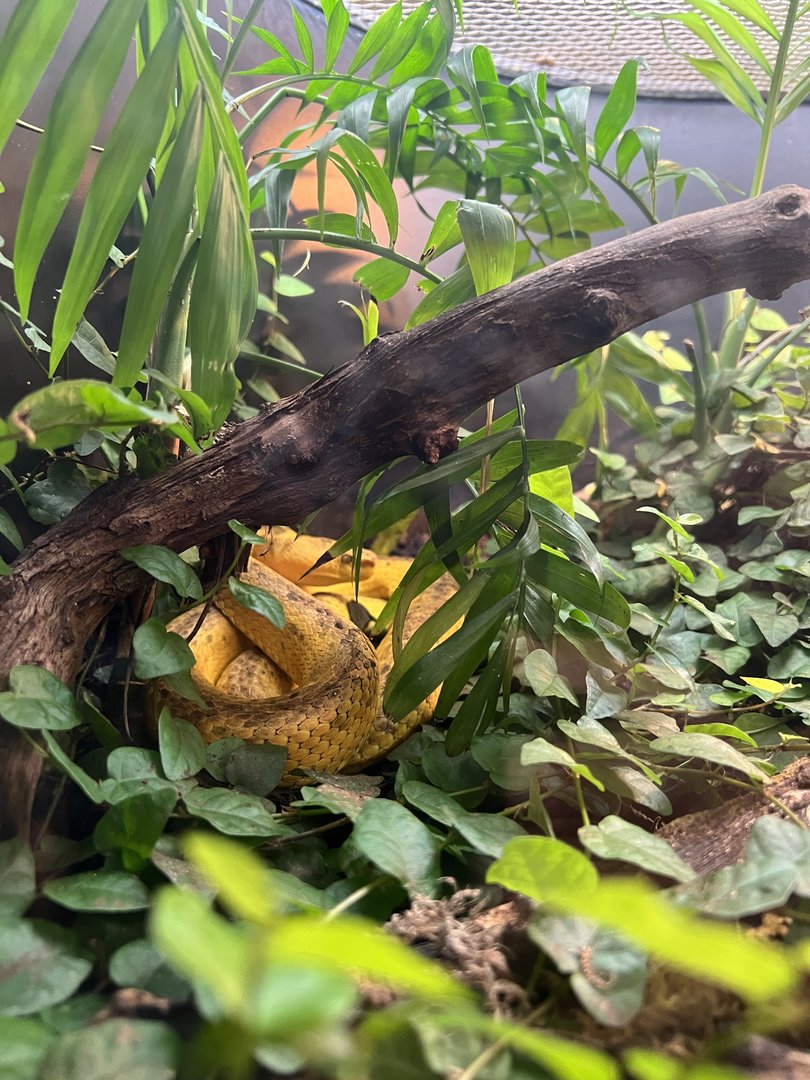 Hidden in the Underbrush