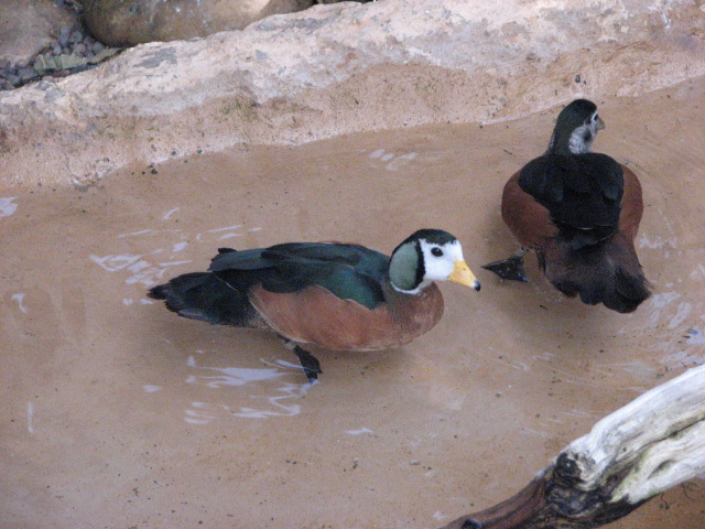 Hidden Jungle - African Pygmy Goose