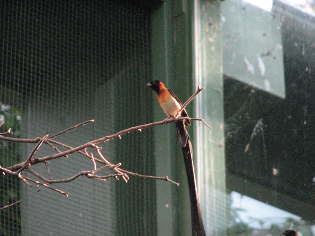 Hidden Jungle - Long-Tailed Paradise Whydah