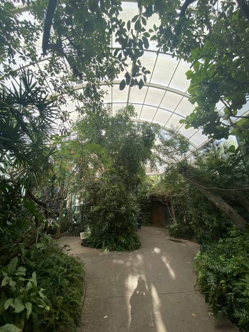 Hidden Jungle Walkthrough Aviary