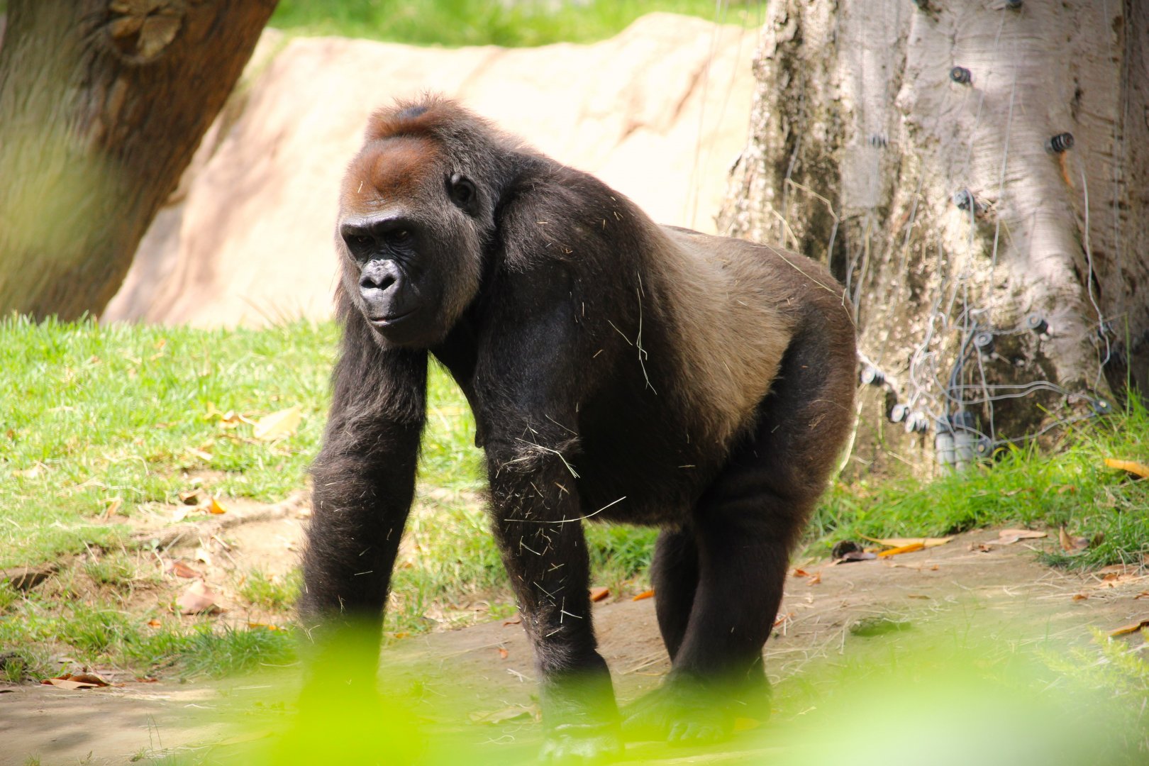 Hidden Jungle - Western Lowland Gorilla