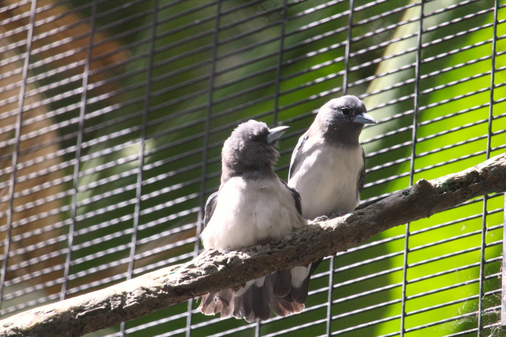 Hidden Jungle - White-breasted Woodswallow