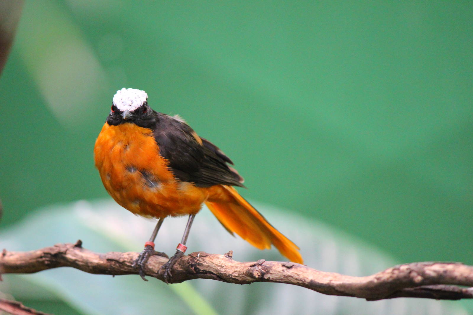 Hidden Jungle - White Crowned Robin Chat