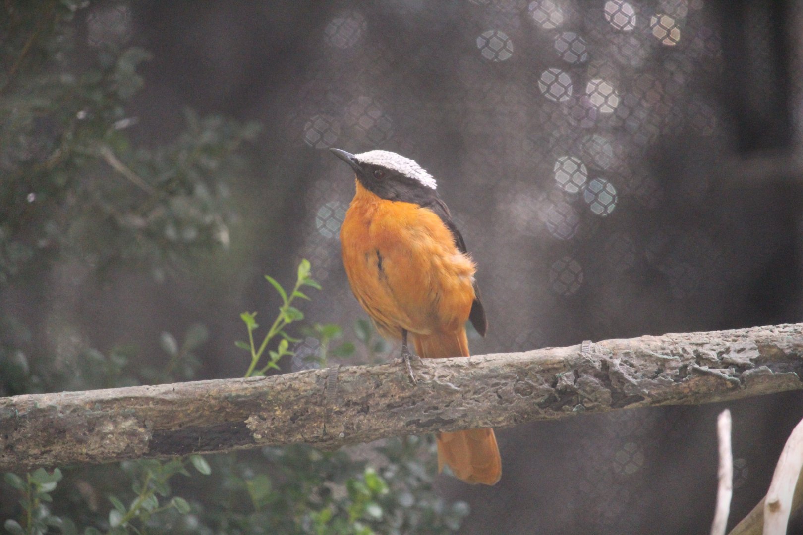 Hidden Jungle - White-crowned Robin-Chat