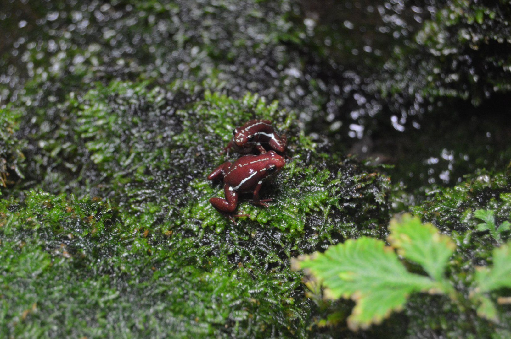 Hidden Life - Anthony's Poison Arrow Frog (Epipedobates anthonyi)