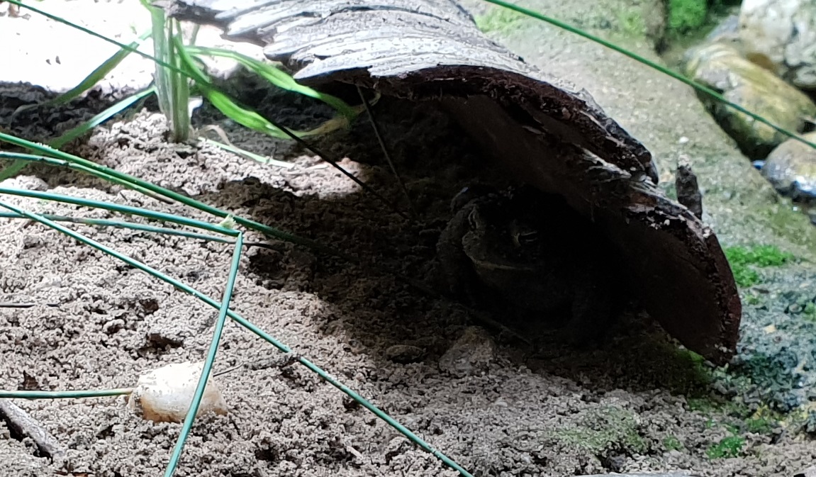 ( hidden ) Natterjack toad