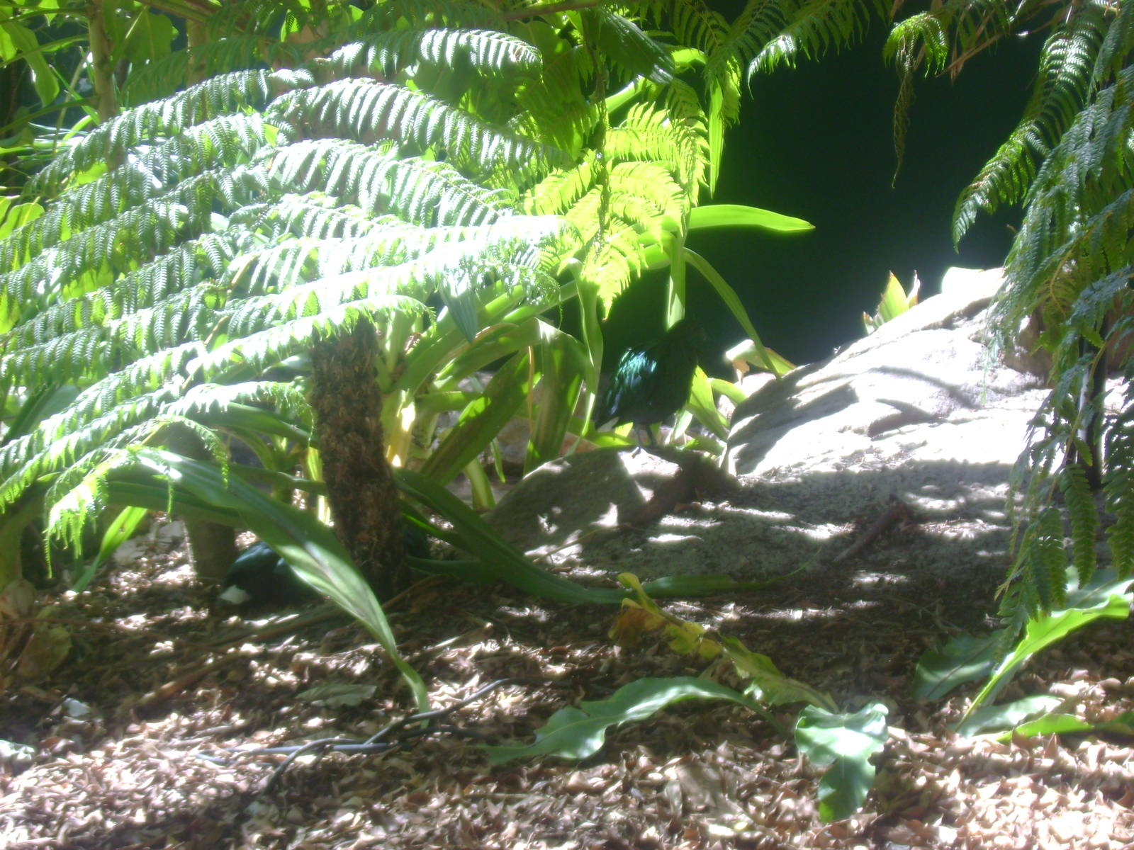 Hidden Nicobar Pigeons