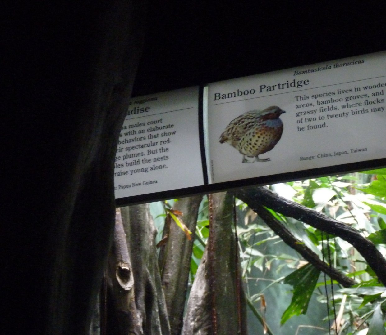 Hidden signage for raggiana bird of paradise