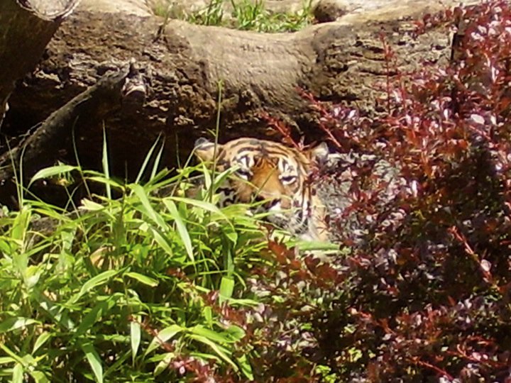 Hidden Sumatran Tiger.