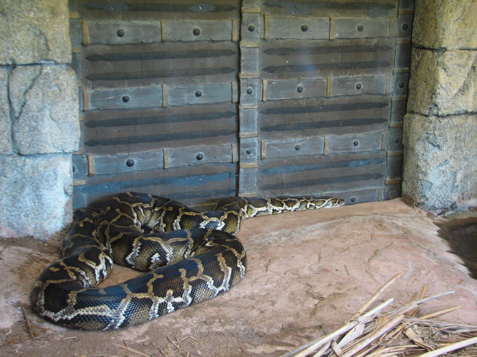 Hidden Treasures Rainforest - Python
