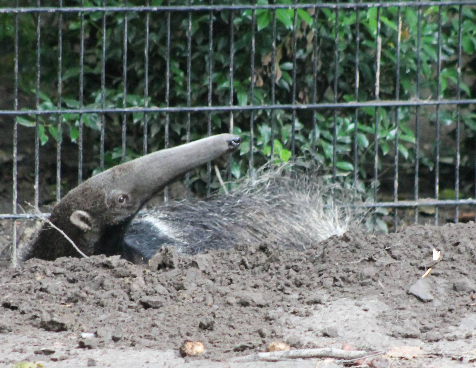 Hidding Giant anteater