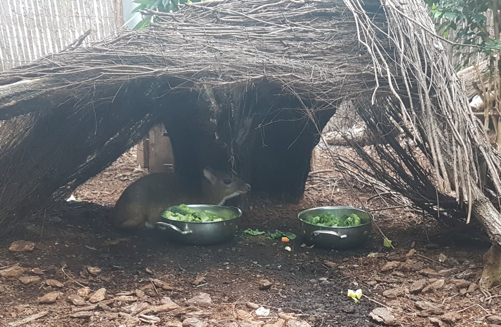 Hidding Javan mouse deer