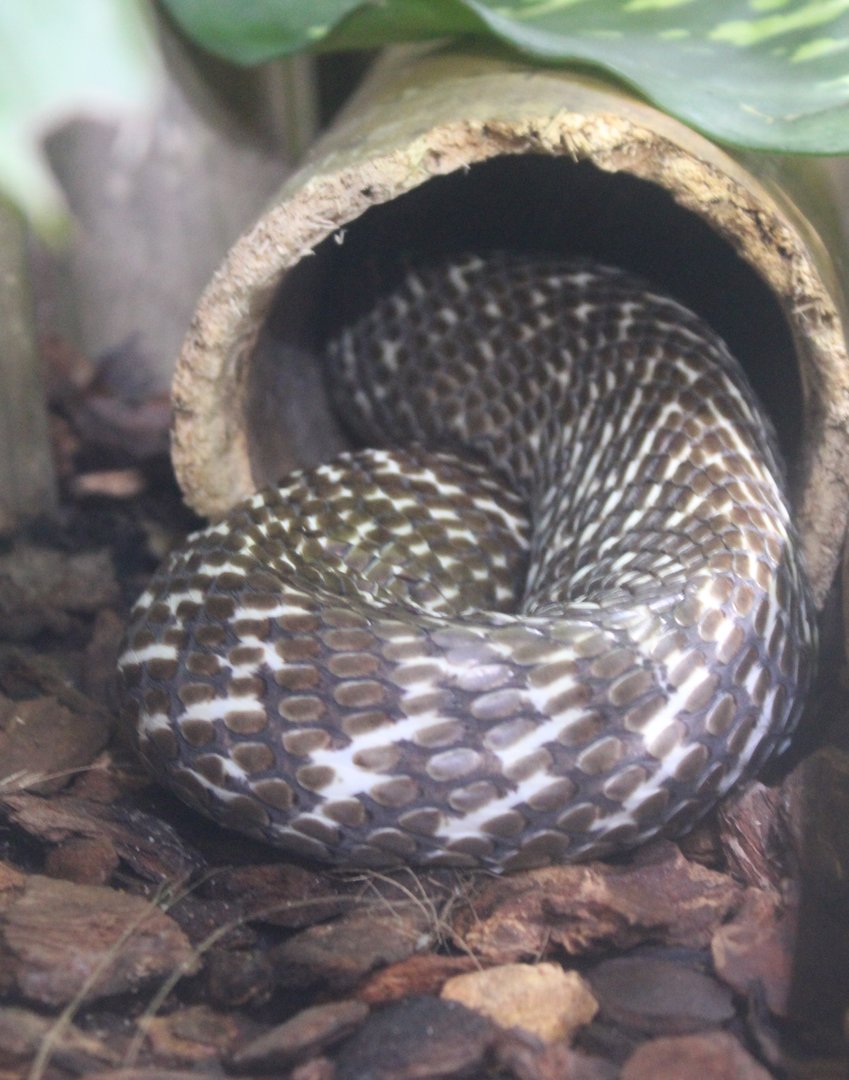 Hidding Naja naja