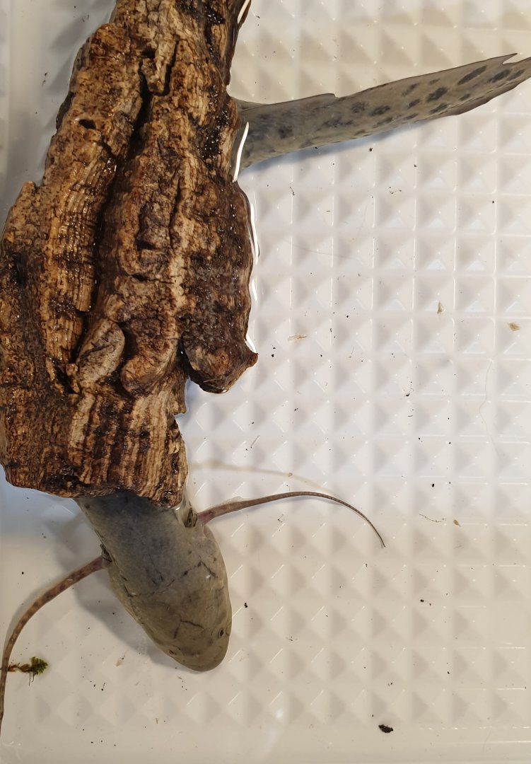 Hidding West-African lungfish - Protopterus annectens