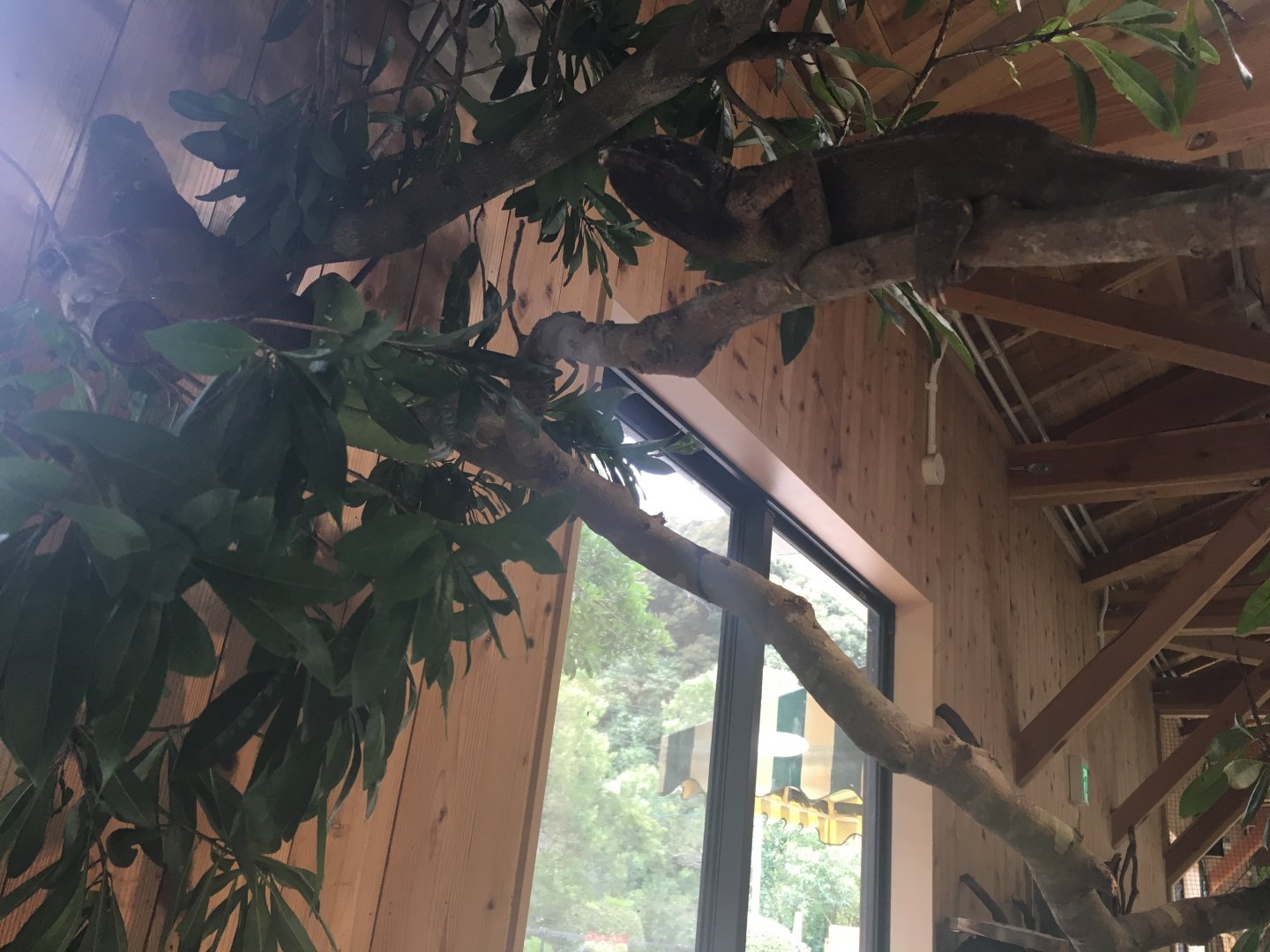 Hide and seek- Nagasaki Bio Park