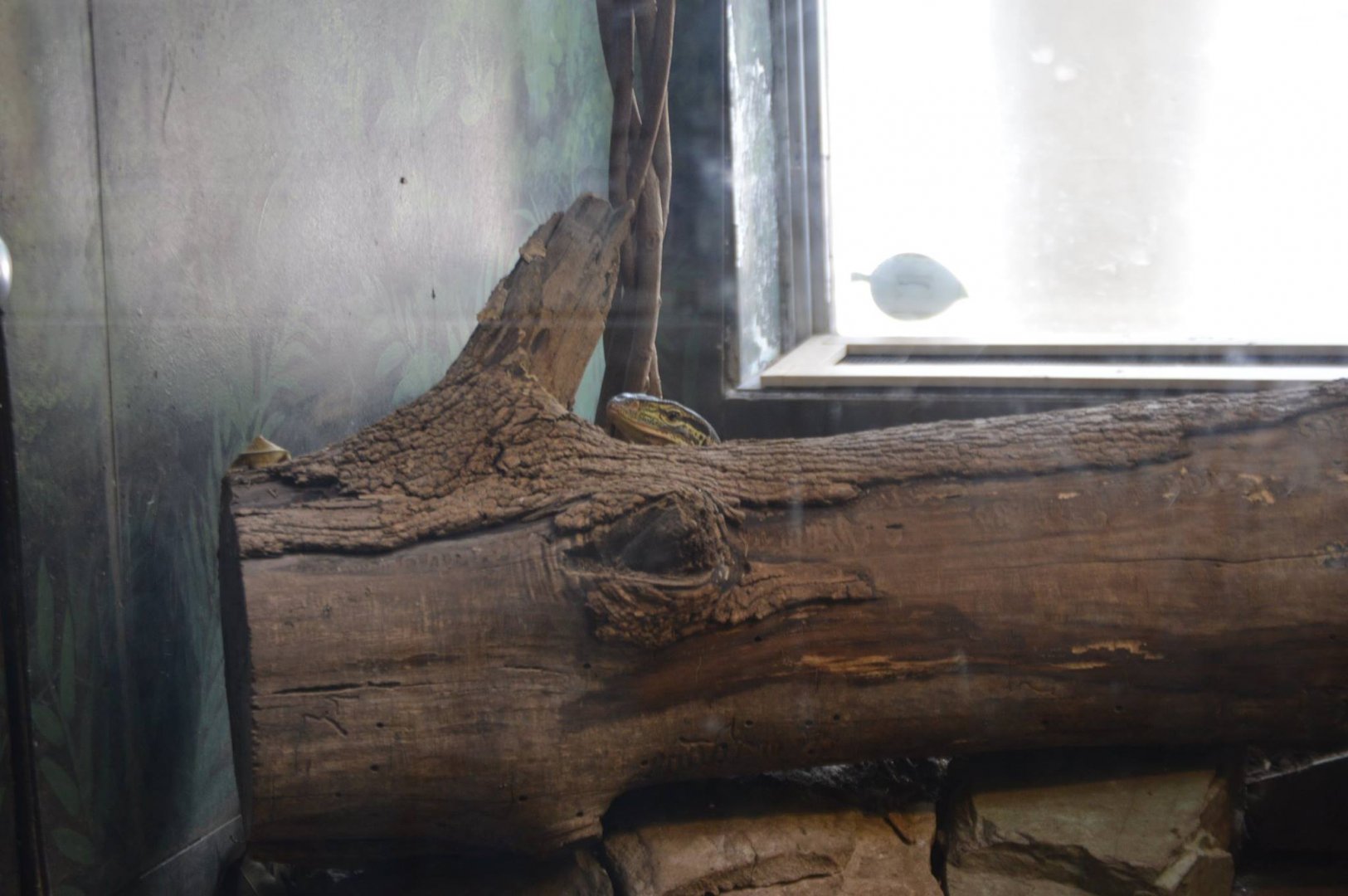 Hide-and-Seek with a Varanus panoptes