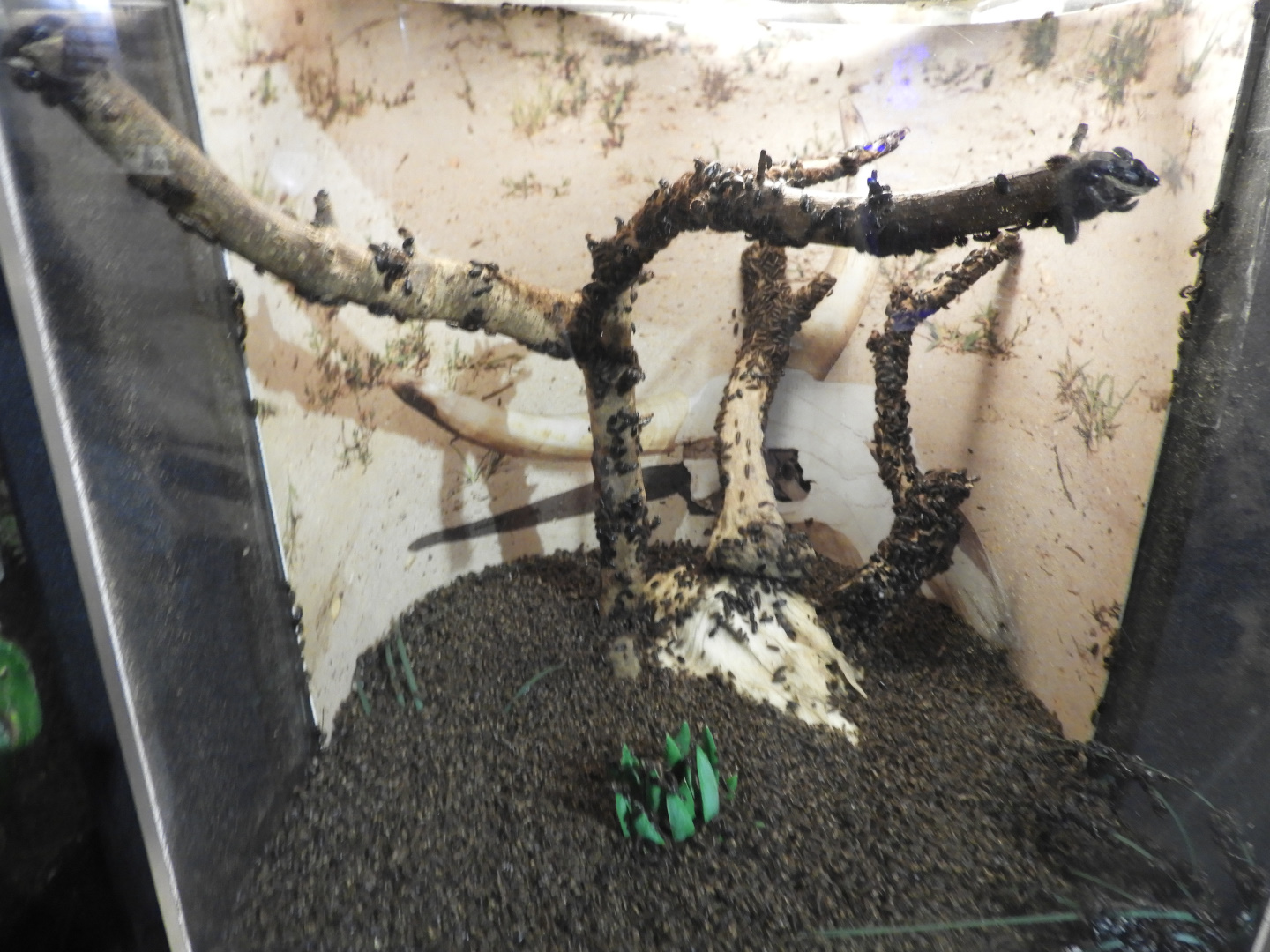 Hide Beetle exhibit - Monsanto Insectarium - Saint Louis Zoo