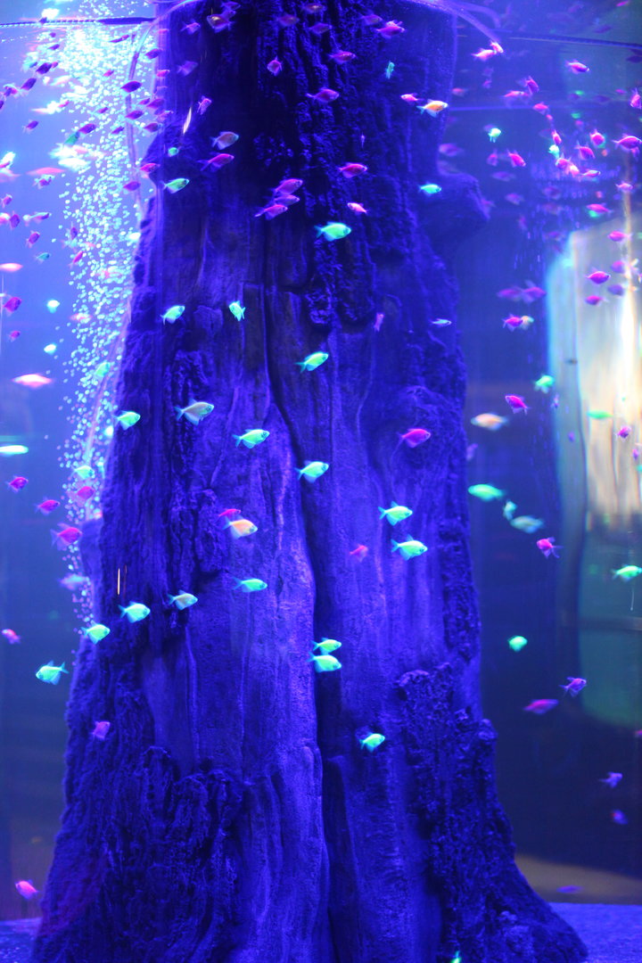 Hideous 'glowfish', black widow tetra Gymnocorymbus ternetzi