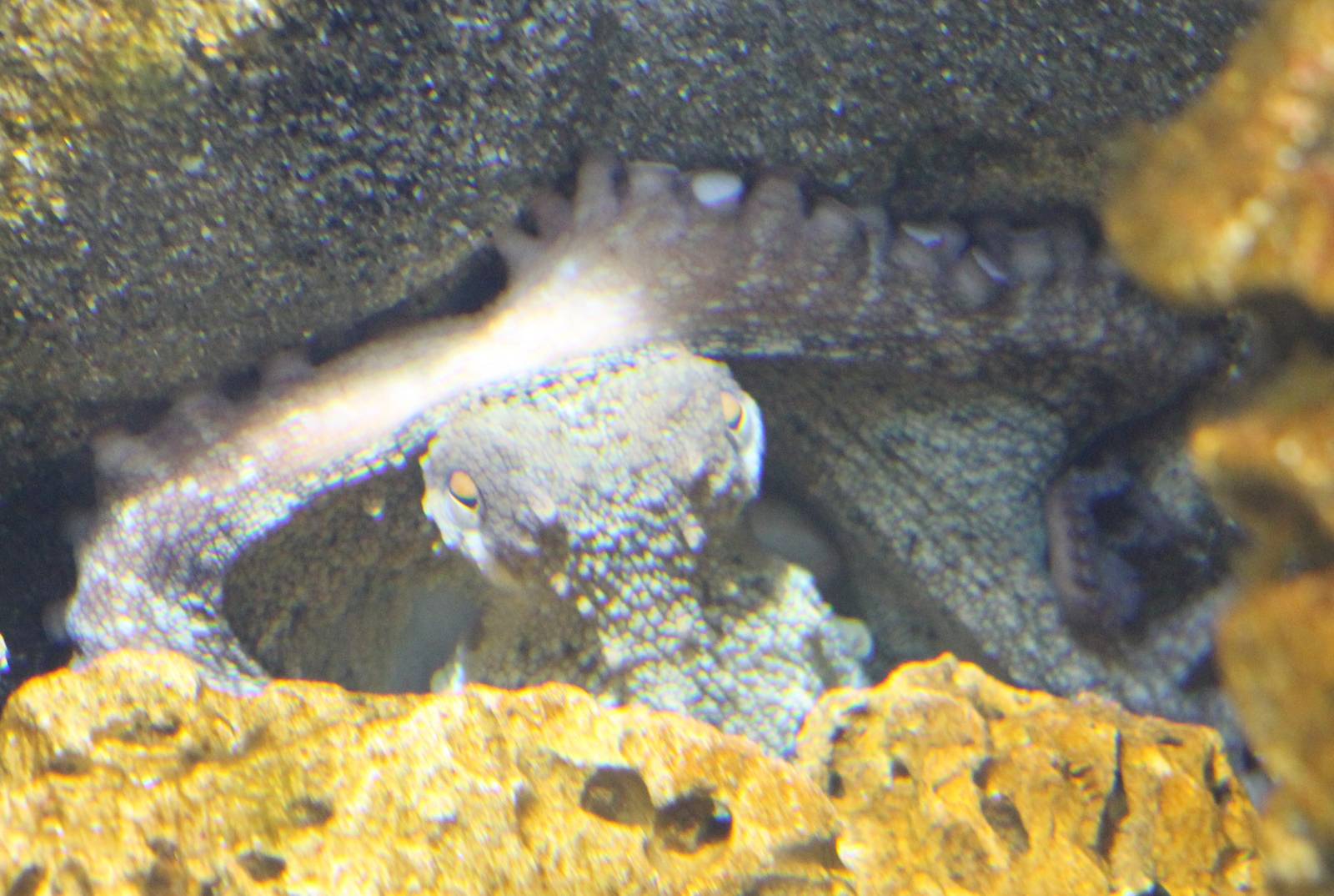 Hiding Common octopus