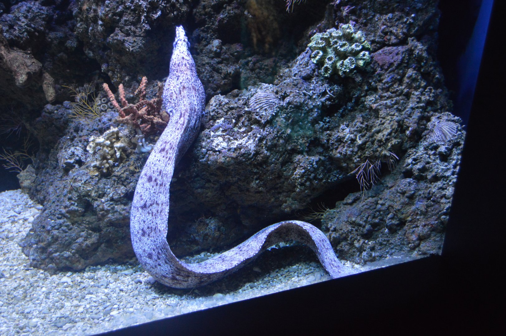 Hiding - Goldentail Moray (Gymnothorax miliaris)