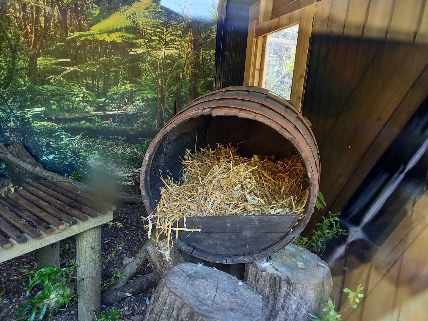 Hiding Jaguarundi ( ears can be seen )