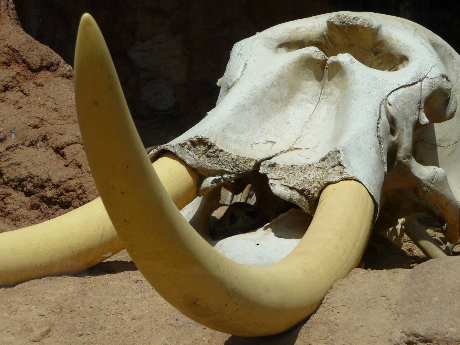 Hiding Meerkat - Minnesota Zoo