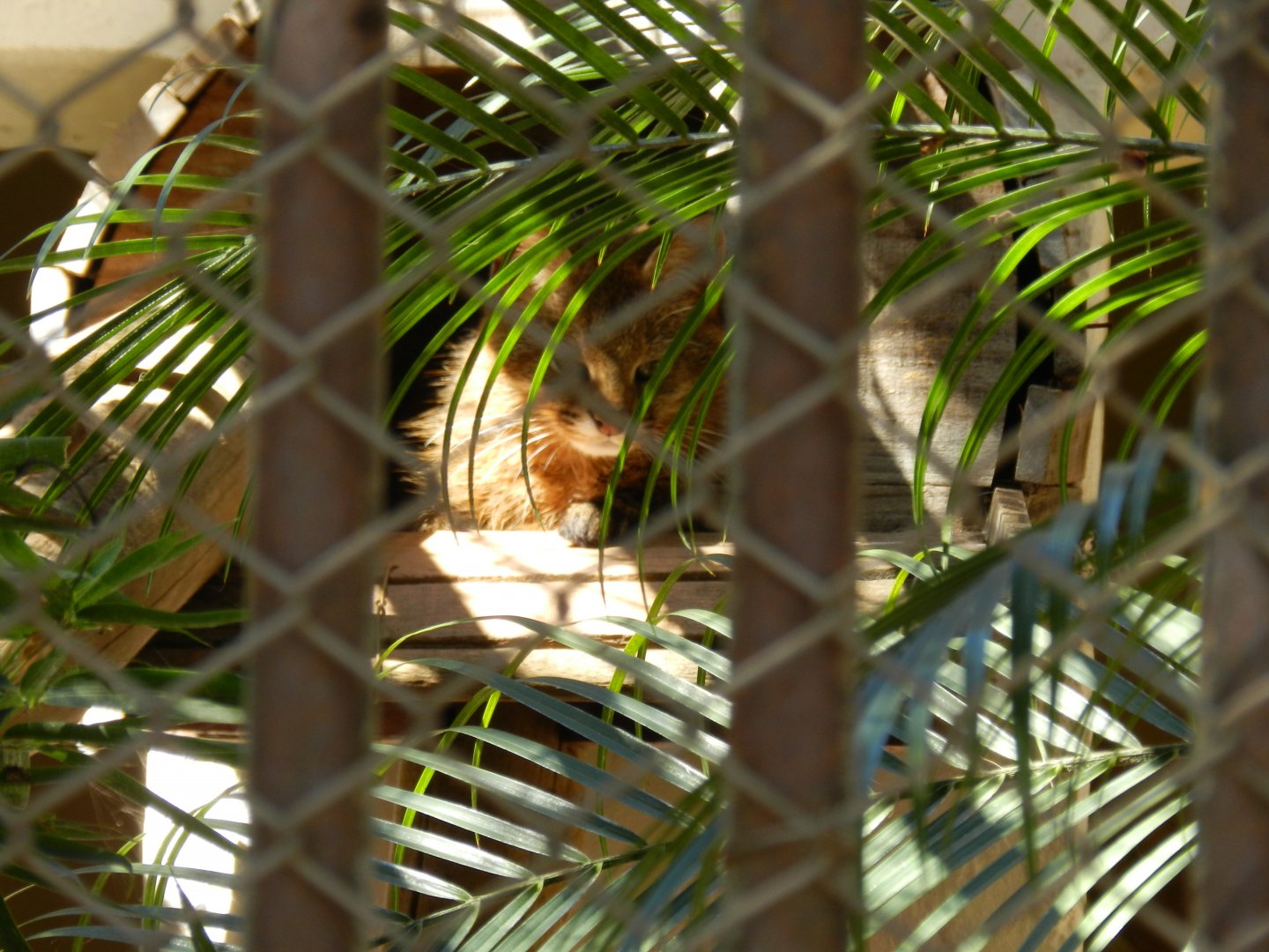 Hiding pampas cat - Belo Horizonte zoo