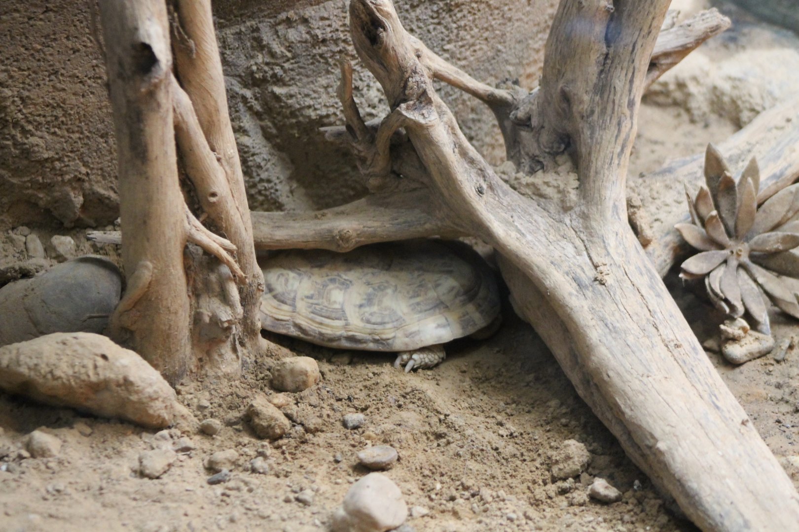 Hiding Pancake tortoise