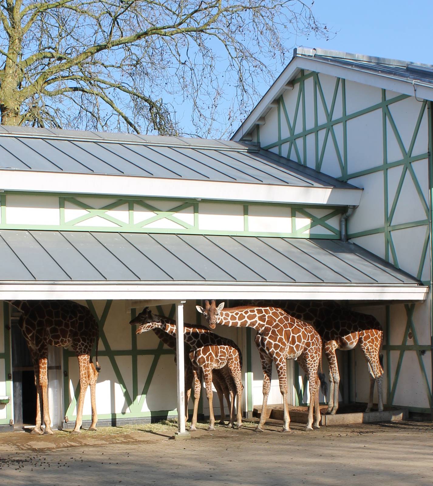 Hiding Reticulated giraffes